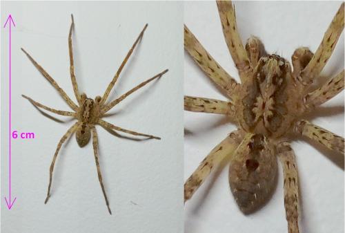 Réf. 348 324 : Zoropsis spinimana